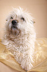 lying Cairn Terrier