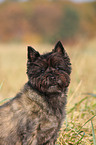 Cairn Terrier Portrait