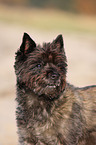 Cairn Terrier Portrait