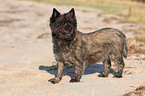 standing Cairn Terrier