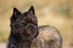 Cairn Terrier Portrait