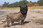 standing Cairn Terrier