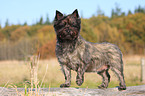 standing Cairn Terrier