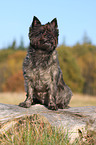 sitting Cairn Terrier