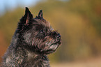 Cairn Terrier Portrait