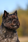 Cairn Terrier Portrait