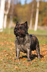 standing Cairn Terrier