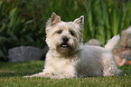 Cairn Terrier