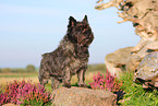 Cairn Terrier