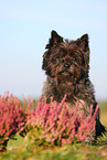 Cairn Terrier