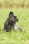 Cairn Terrier