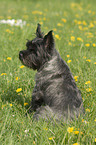 sitting Cairn Terrier