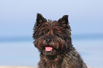 Cairn Terrier Portrait