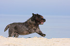 running Cairn Terrier