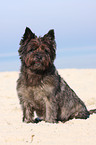 sitting Cairn Terrier