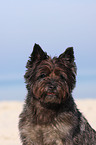 Cairn Terrier Portrait