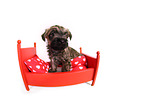 Cairn Terrier Puppy