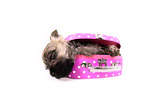 Cairn Terrier Puppy