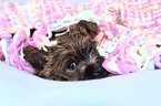 Cairn Terrier Puppy