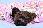 Cairn Terrier Puppy