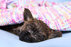 Cairn Terrier Puppy