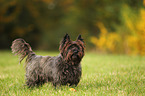 Cairn Terrier