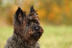 Cairn Terrier Portrait