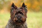 Cairn Terrier Portrait