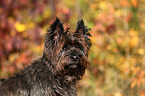 Cairn Terrier Portrait