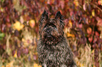 Cairn Terrier Portrait