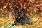 lying Cairn Terrier