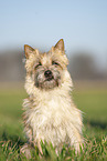 sitting Cairn Terrier