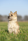 sitting Cairn Terrier