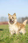 standing Cairn Terrier