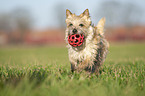 Cairn Terrier retrieves Ball