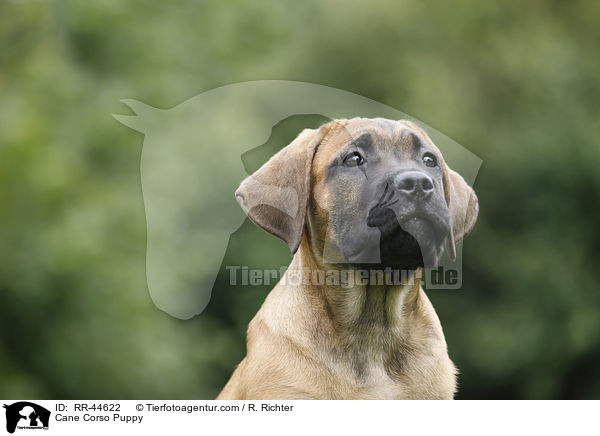 Cane Corso Puppy / RR-44622