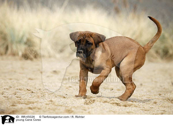 junger Cane Corso / young Cane Corso / RR-45026