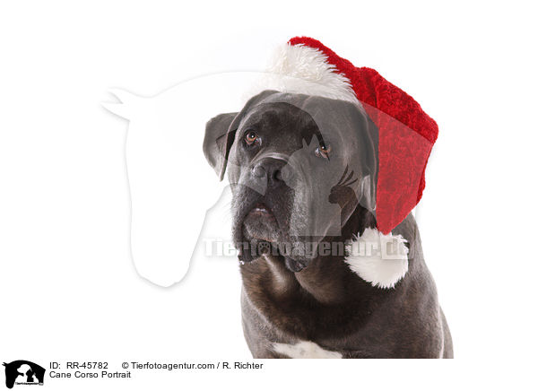 Cane Corso Portrait / Cane Corso Portrait / RR-45782