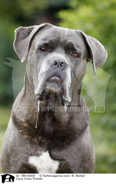 Cane Corso Portrait / Cane Corso Portrait / RR-45809