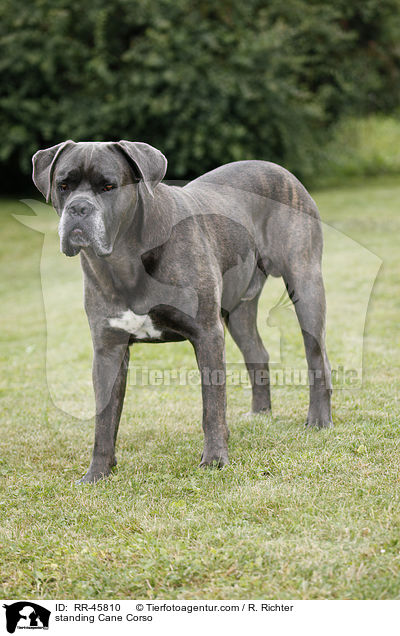 stehender Cane Corso / standing Cane Corso / RR-45810