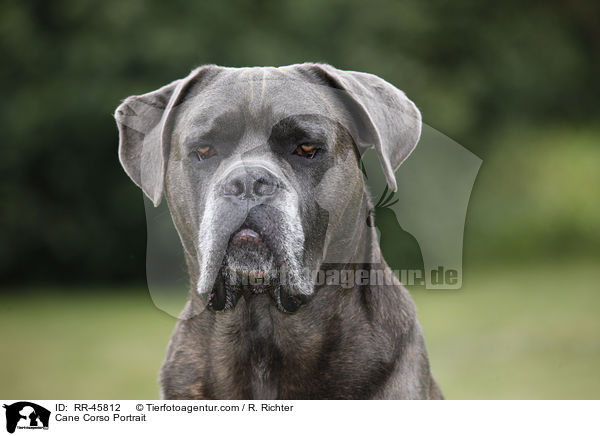 Cane Corso Portrait / Cane Corso Portrait / RR-45812