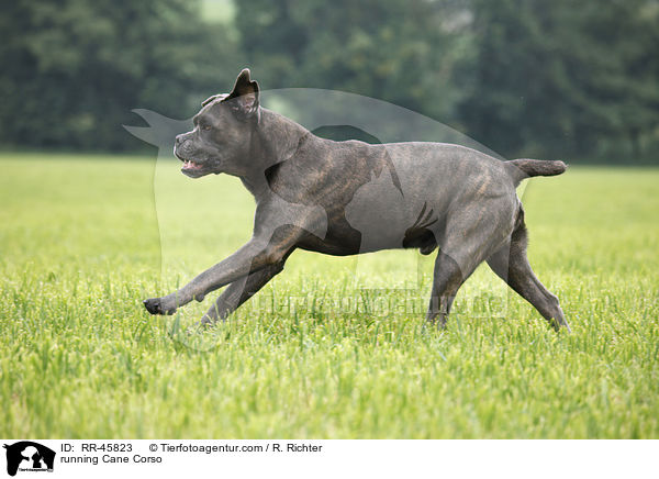 rennender Cane Corso / running Cane Corso / RR-45823