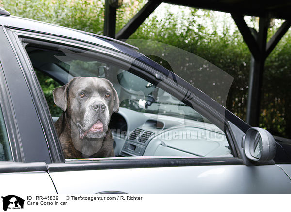 Cane Corso im Auto / Cane Corso in car / RR-45839