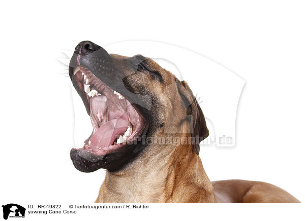 ghnender Cane Corso / yawning Cane Corso / RR-49822