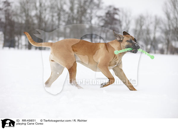 spielender Cane Corso / playing Cane Corso / RR-49851