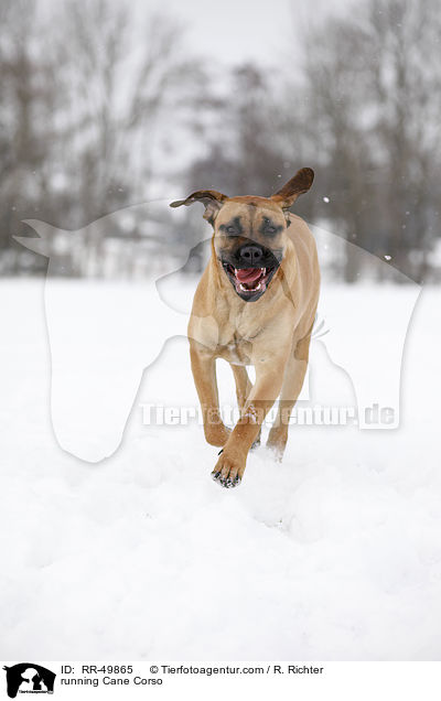 rennender Cane Corso / running Cane Corso / RR-49865