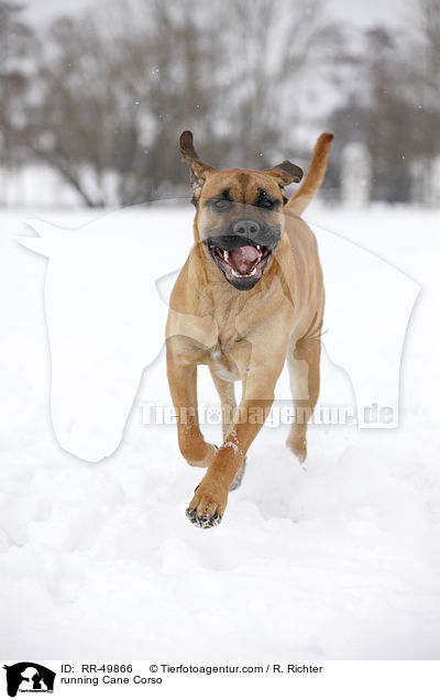 rennender Cane Corso / running Cane Corso / RR-49866