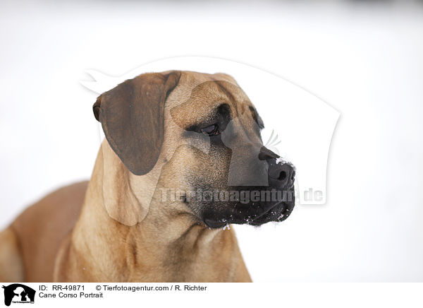 Cane Corso Portrait / Cane Corso Portrait / RR-49871