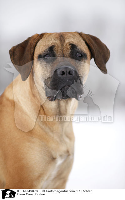 Cane Corso Portrait / Cane Corso Portrait / RR-49873