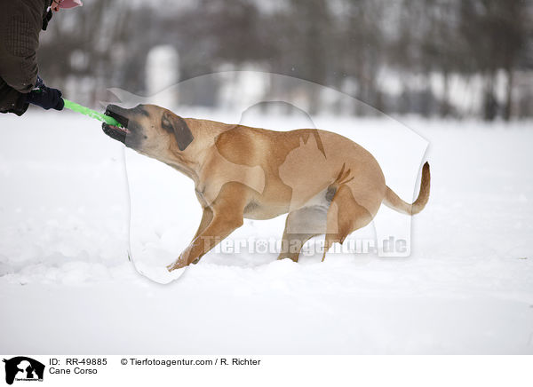 Cane Corso / Cane Corso / RR-49885